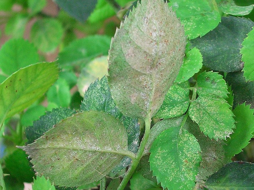 害蟲“抗藥”怎么辦？專家開出新處方